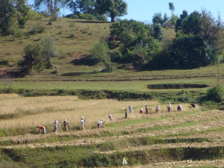 We rode out for Kalaw into the countryside and the labour intensive harvesting activity was everywhere.